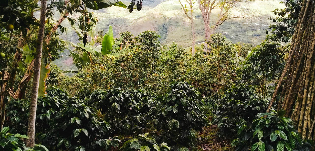 Coffee 10 oz - CENCOIC Cooperative, Colombia