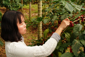 Coffee 8 oz - Anny Gao, Taiwan