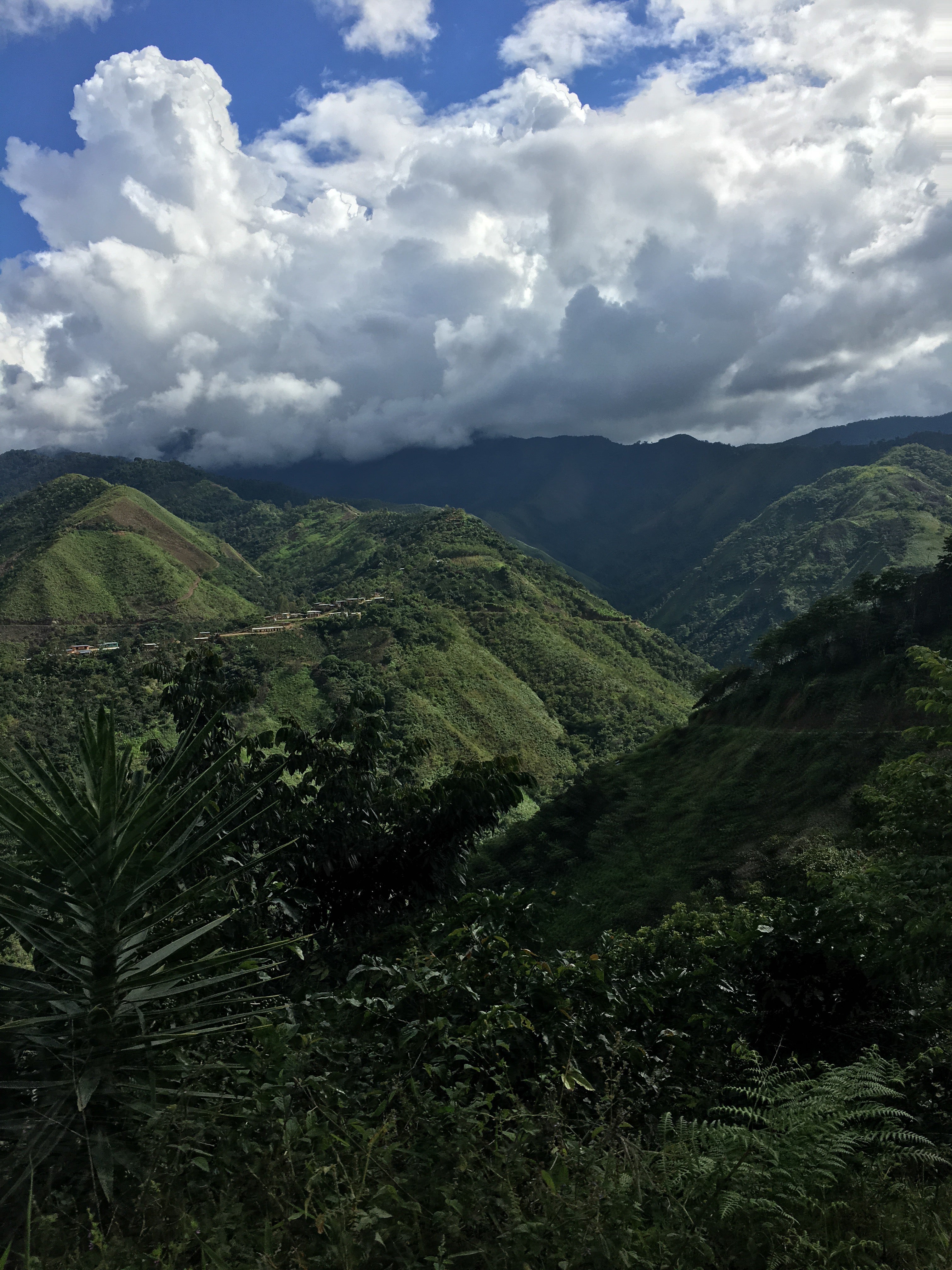 Coffee 10 oz - Guayacan, Peru