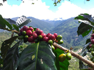 Coffee 10 oz - Guayacan, Peru