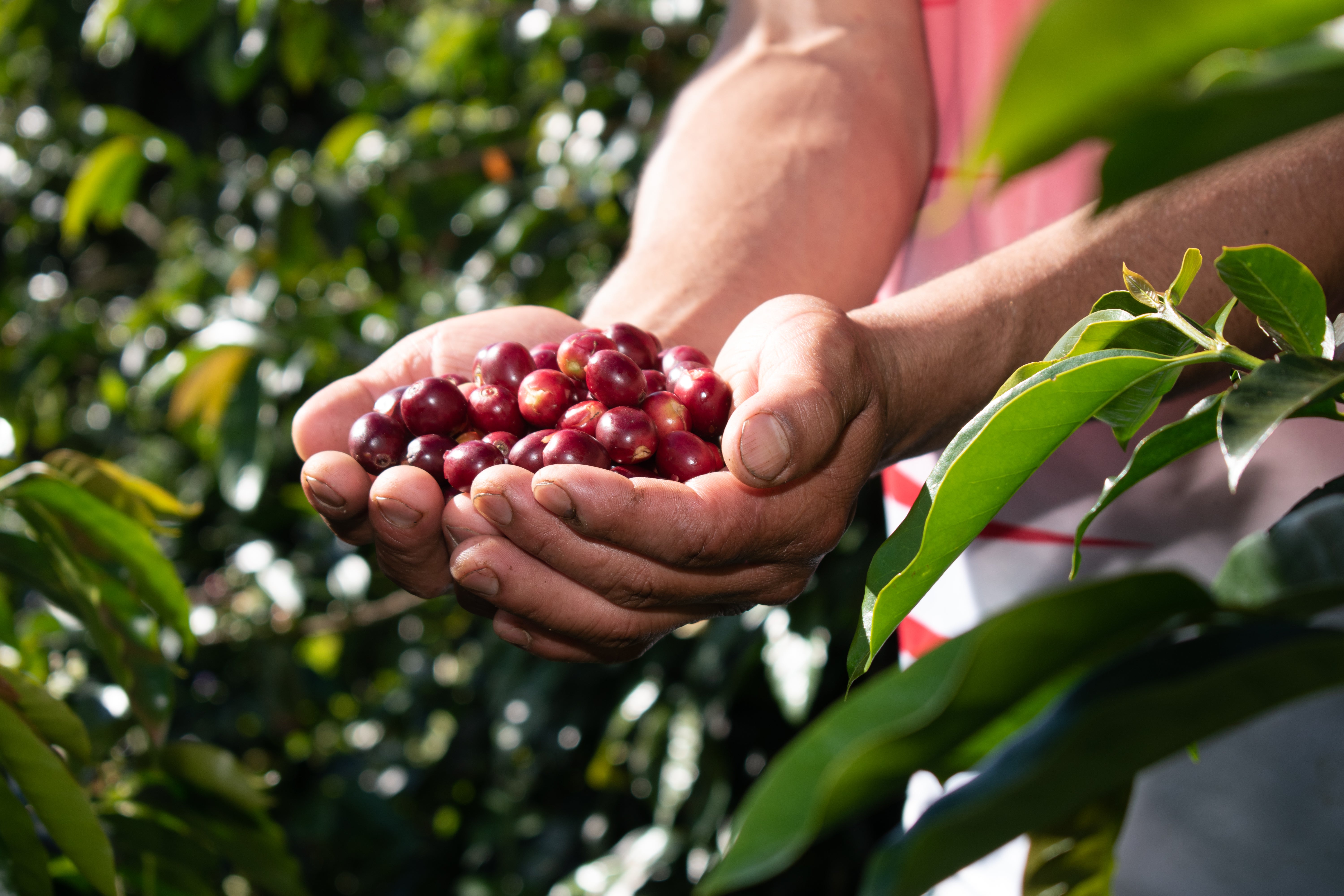 Coffee 10 oz - Guayacan, Peru