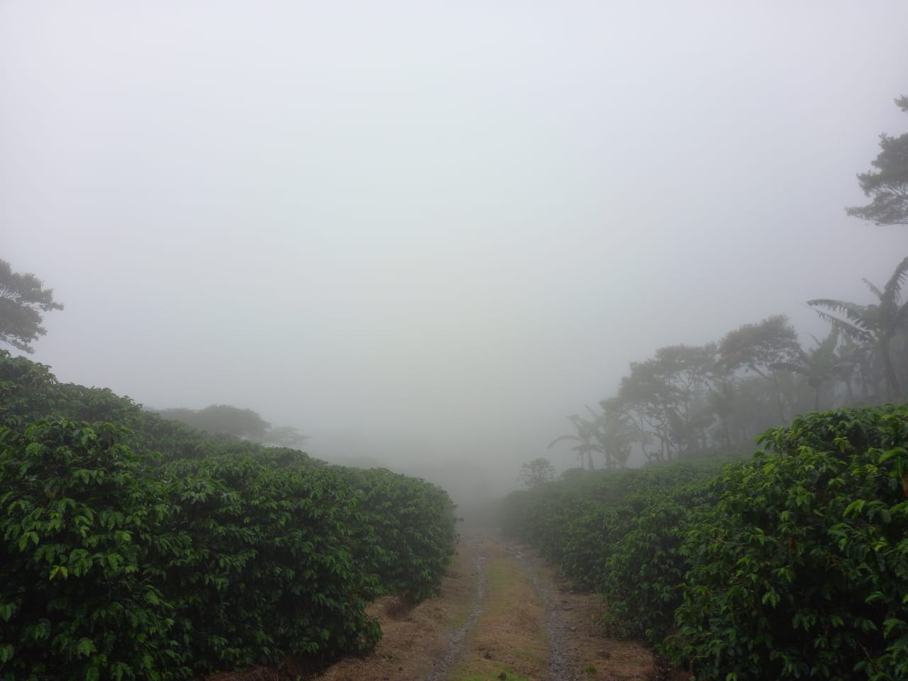 Coffee 10oz - Las Nubes, Nicaragua