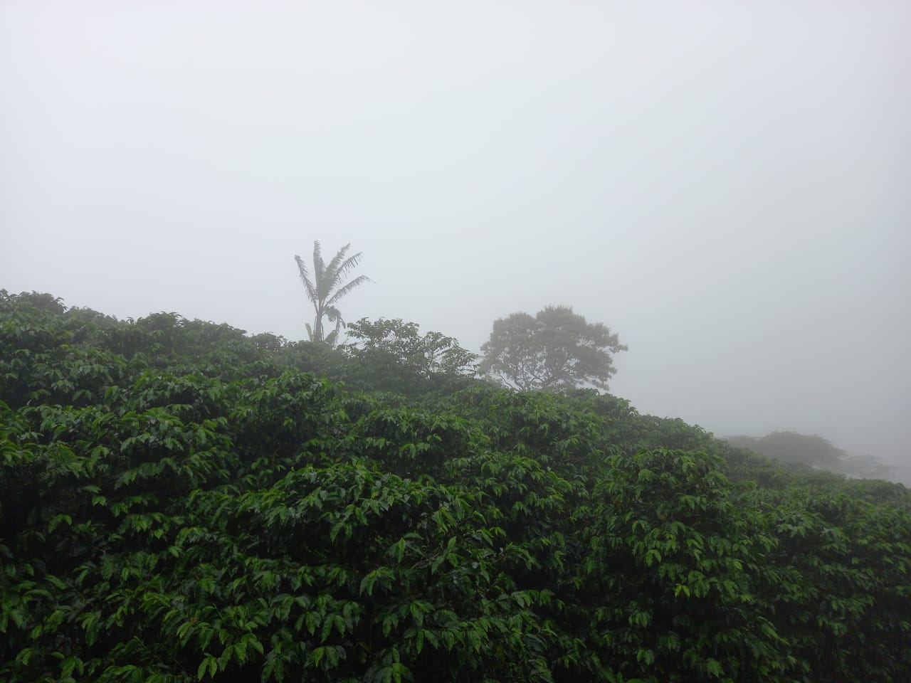 Coffee 10oz - Las Nubes, Nicaragua