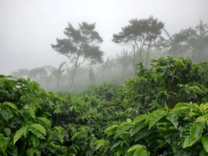 Coffee 10oz - Las Nubes, Nicaragua