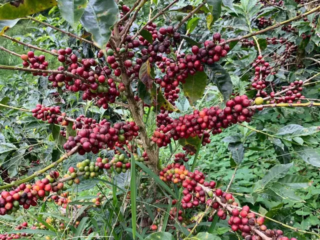 Coffee 10oz - Las Nubes, Nicaragua