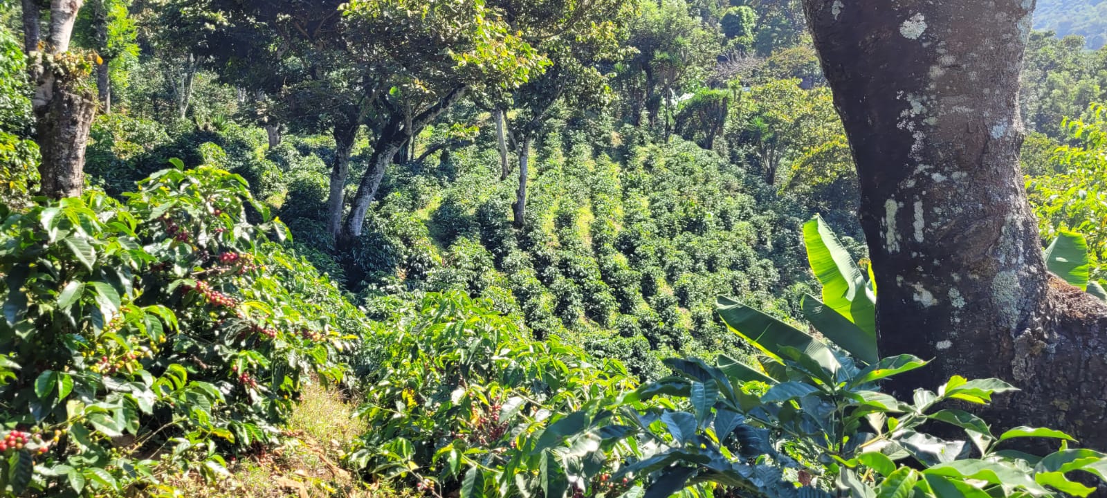 Coffee 10 oz - Los Ancestros, Guatemala