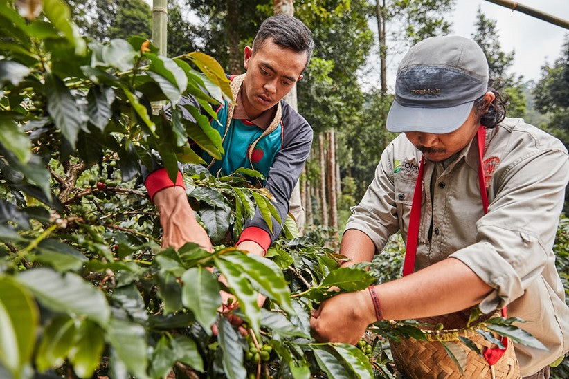 Coffee 10oz - Ganung Patuha, Indonesia