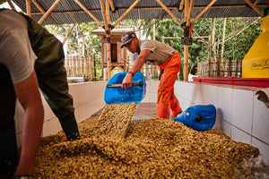 Coffee 10oz - Ganung Patuha, Indonesia