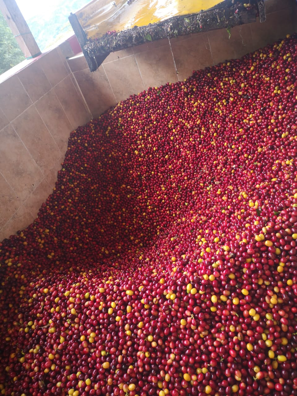 Coffee 10 oz - Parcero, Colombia