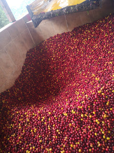 Coffee 10 oz - Parcero, Colombia