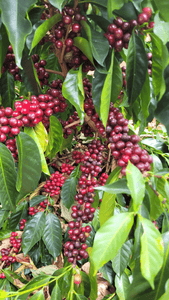 Coffee 10oz - La Estrella, Costa Rica